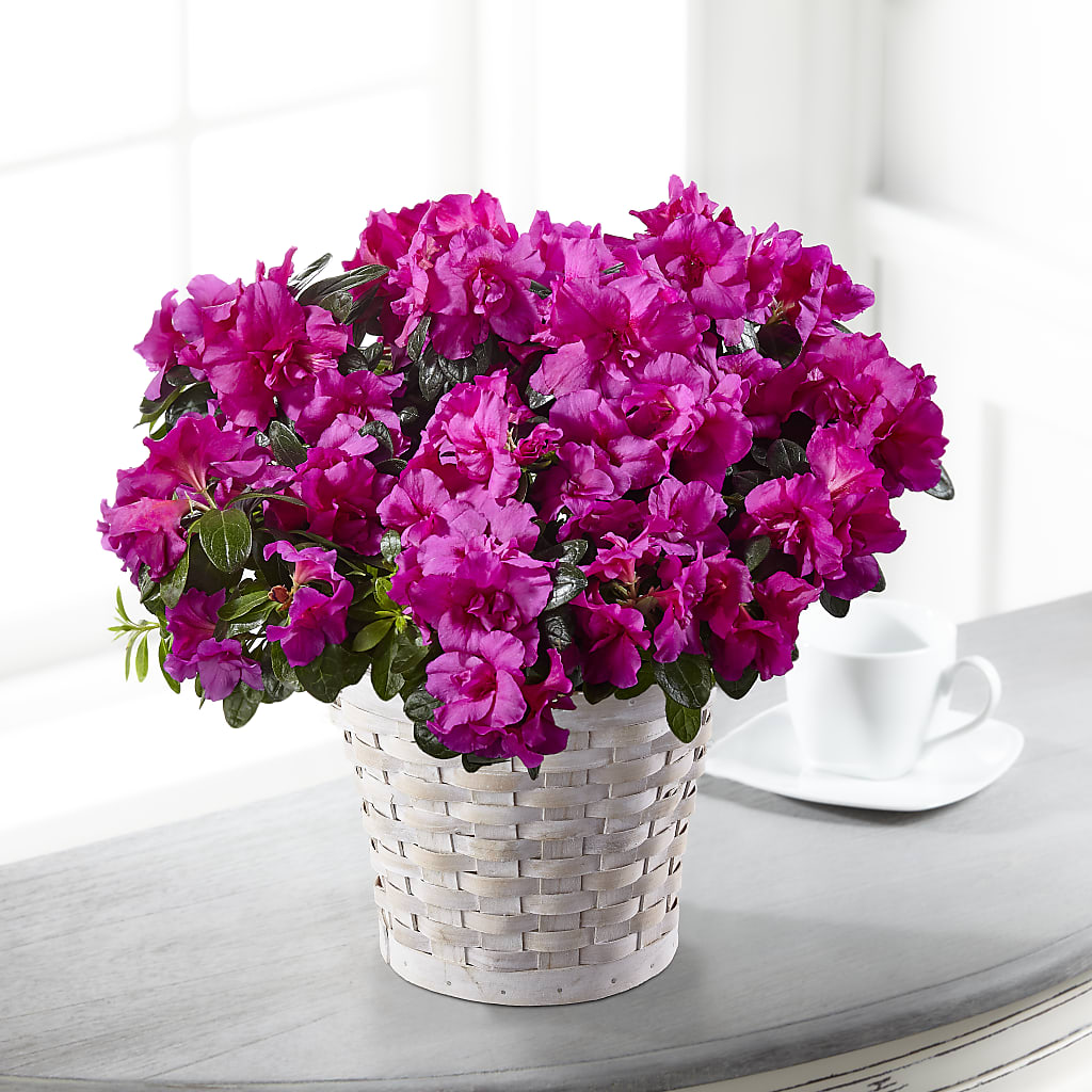 Hope & Serenity Azalea Plant – Blooms By Sandy, Lebanon IN