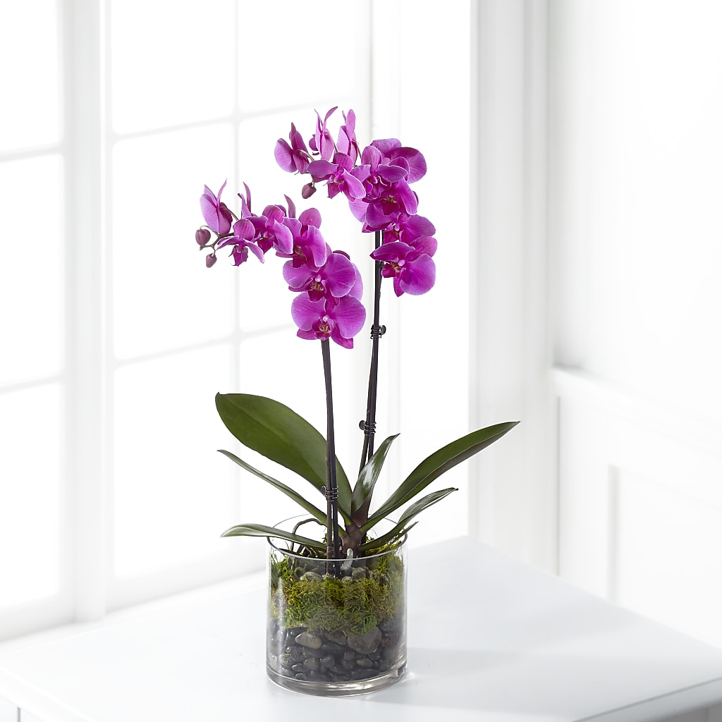 Pink Orchid Plant – Blooms By Sandy, Lebanon IN