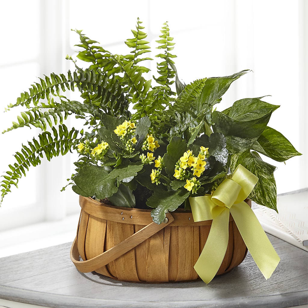 Always Dear Dishgarden – Blooms By Sandy, Lebanon IN
