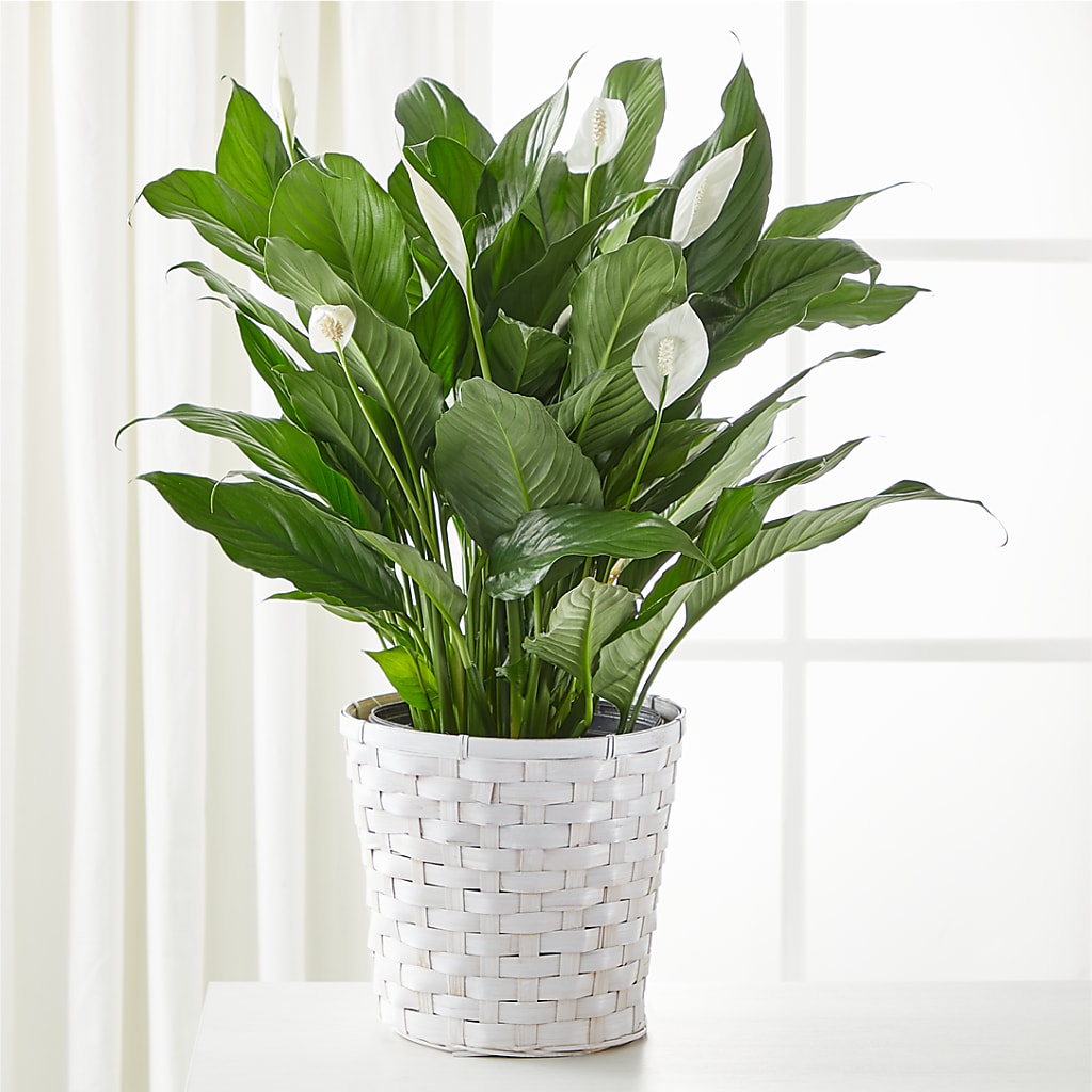 A New Leaf Peace Lily – Blooms By Sandy, Lebanon IN