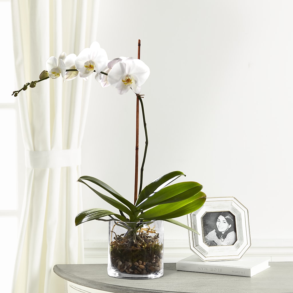 White Orchid Planter – Blooms By Sandy, Lebanon IN