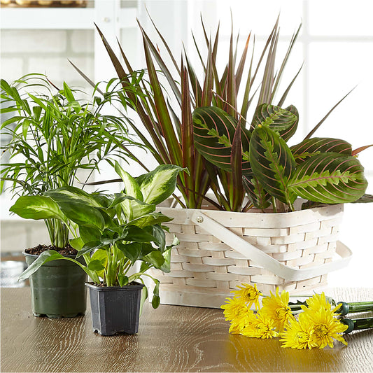 Florist Designed Blooming and Green Plants in a Basket –  Blooms By Sandy, Lebanon IN