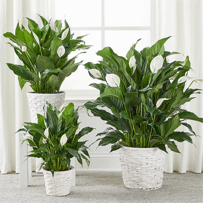 A New Leaf Peace Lily –  Blooms By Sandy, Lebanon IN