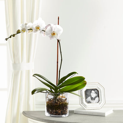 White Orchid Planter –  Blooms By Sandy, Lebanon IN