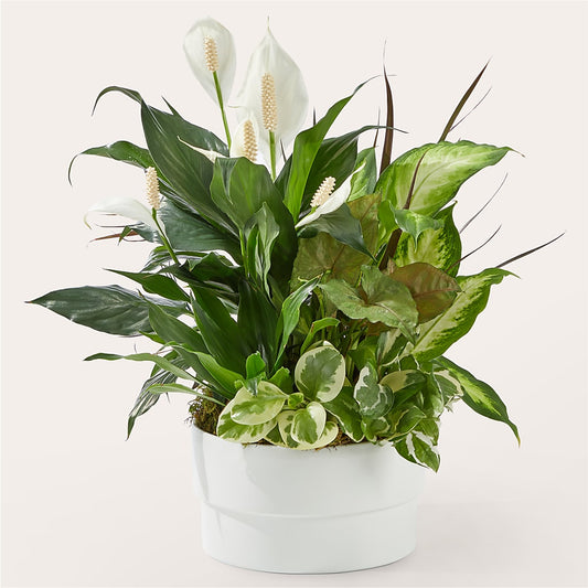 Radiating Positivity Dishgarden –  Blooms By Sandy, Lebanon IN